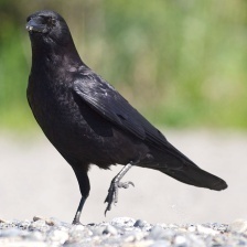 crow.jpg