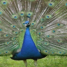 peacock.jpg