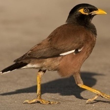 myna.jpg