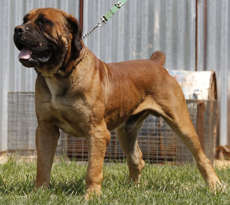 boerboel.jpg